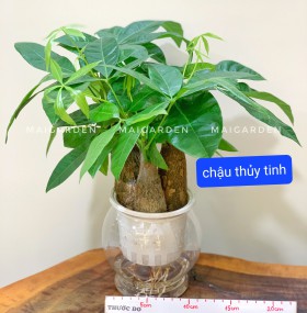 KIM NGÂN THỦY SINH ( CHẬU THỦY TINH) - KNTS220