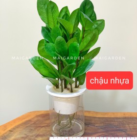 KIM TIỀN THỦY SINH ( CHẬU NHỰA) - KTTS115