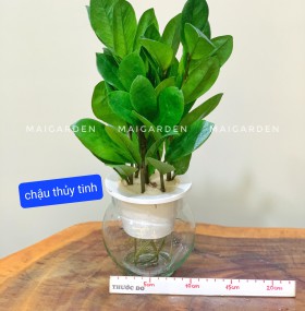 KIM TIỀN THỦY SINH ( CHẬU THỦY TINH) - KTTS180