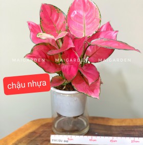 HỒNG PHÁT LỘC THỦY SINH ( CHẬU NHỰA) - HPL160