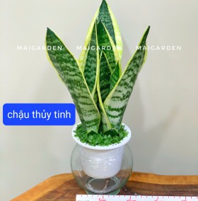 CHẬU CÂY LƯỠI HỔ THỦY SINH CHẬU THỦY TINH- LHTS190