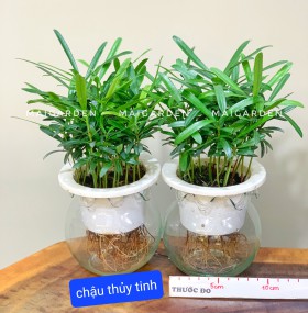 CHẬU CÂY TÙNG VẠN NIÊN THỦY SINH CHẬU THỦY TINH - TVN160