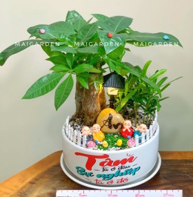 CÂY KIM NGÂN + TÙNG VẠN NIÊN - KN440
