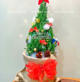 CHẬU CÂY SƠN TÙNG NOEL - TNOEL330