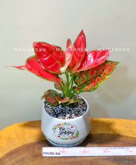 VẠN LỘC (HỢP HỎA - THỔ)