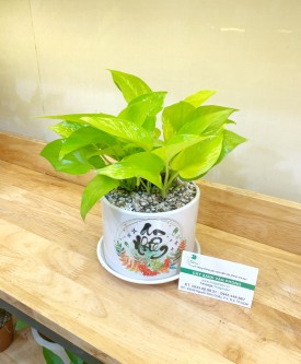 TRẦU BÀ (HỢP MỘC - HỎA)