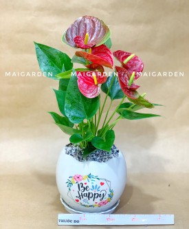 HỒNG MÔN ( HỢP MỆNH HỎA - THỔ)