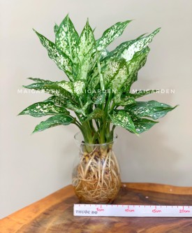CÁC LOẠI CÂY THỦY SINH ( TRỒNG NƯỚC)
