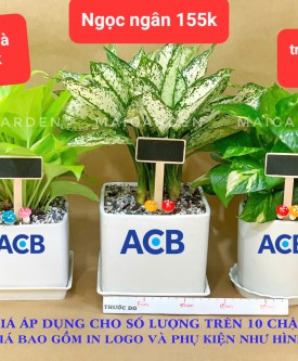 TỔNG HỢP GIÁ CHO SỐ LƯỢNG TRÊN 10 CHẬU
