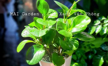 Cây trường sinh mang ý nghĩa gì? cách trồng Trường Sinh thế nào?