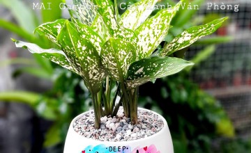 Cây ngọc ngân hợp mệnh gì? Ý nghĩa phong thủy của cây ngọc ngân