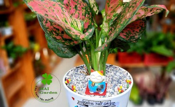 Cây vạn lộc hợp mệnh gì? Ý nghĩa, cách trồng và chăm sóc